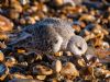 Sanderling