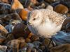 Sanderling