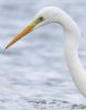 Great White Egret