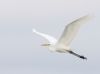 Great White Egret