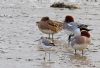 Greenshank