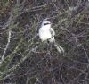 Great Grey Shrike