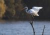 Great White Egret