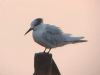 Sandwich Tern