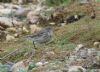 Water Pipit