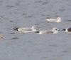 Ring-billed Gull