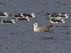 Yellow-legged Gull