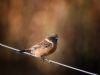 Stonechat