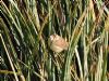 Cetti's Warbler