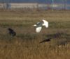 Great White Egret