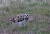 Short-eared Owl