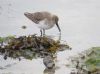 Dunlin