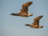 Dark-bellied Brent Goose