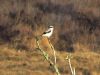 Great Grey Shrike