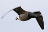 Dark-bellied Brent Goose