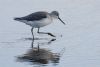 Greenshank