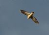 Snow Bunting