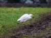 Cattle Egret