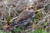 Snow Bunting