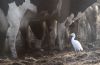 Cattle Egret