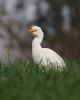 Cattle Egret