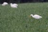 Cattle Egret