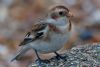 Snow Bunting