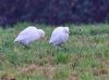 Cattle Egret