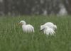 Cattle Egret