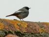 Black Redstart