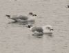 Ring-billed Gull