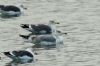 Caspian Gull