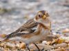 Snow Bunting