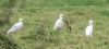 Cattle Egret