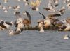 Yellow-legged Gull