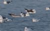 Yellow-legged Gull