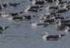 Yellow-legged Gull