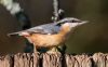 Nuthatch