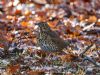 Song Thrush