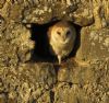 Barn Owl