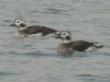 Long-tailed Duck