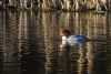 Goosander