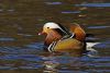 Mandarin Duck