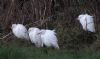 Cattle Egret