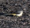 Grey Wagtail