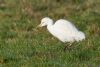 Cattle Egret