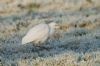 Cattle Egret