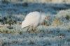 Cattle Egret