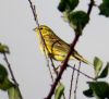 Yellowhammer