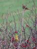 Yellowhammer